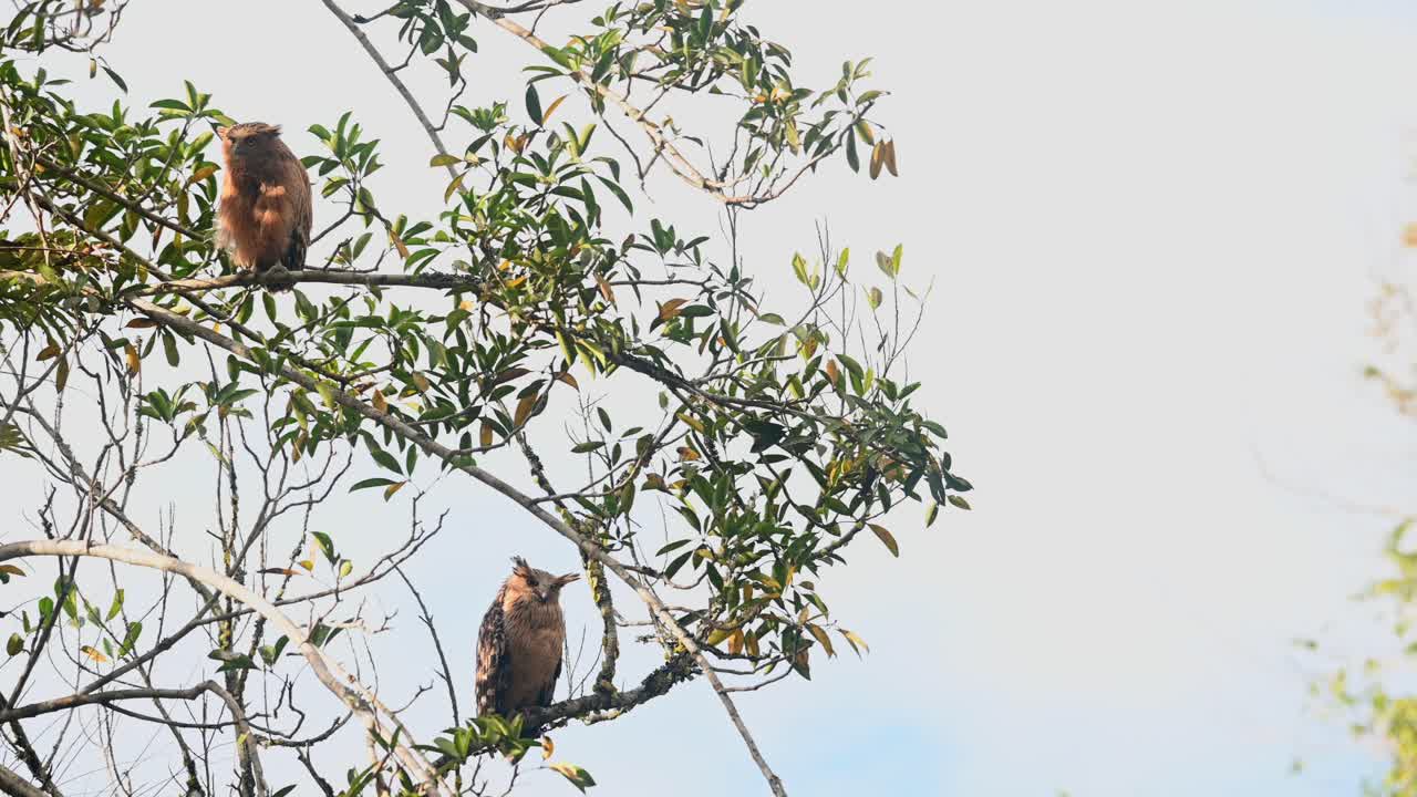 el polluelo en la parte superior mirando hacia abajo y alrededor, el pájaro madre se relaja antes de ir a cazar para alimentarse en la noche, búho de pescado buffy ketupa ketupu, parque nacional de khao yai, tailandia