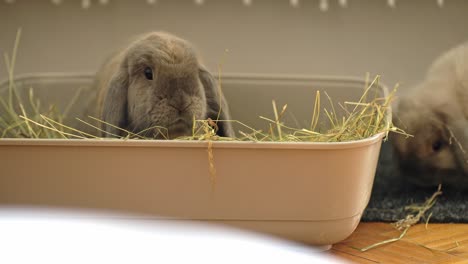 Bunnies-eating-hay,-Close-up-in-UHD