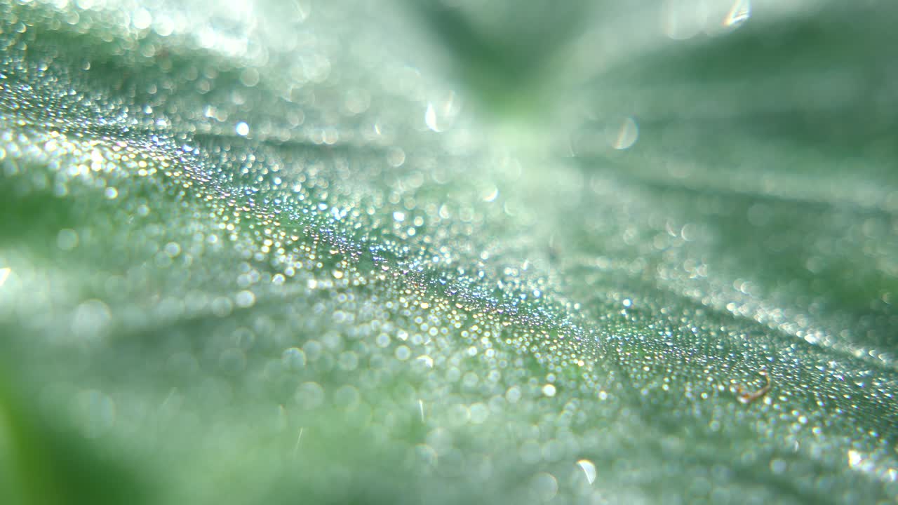 방울은 겨울에 나무의 잎에 떨어집니다.