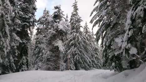 Rastros-De-Raquetas-De-Nieve-En-El-Sendero-De-Raquetas-De-Nieve-De-Gold-Creek-Con-Densos-Bosques-De-Abetos-En-El-Paso-De-Snoqualmie,-Estado-De-Washington