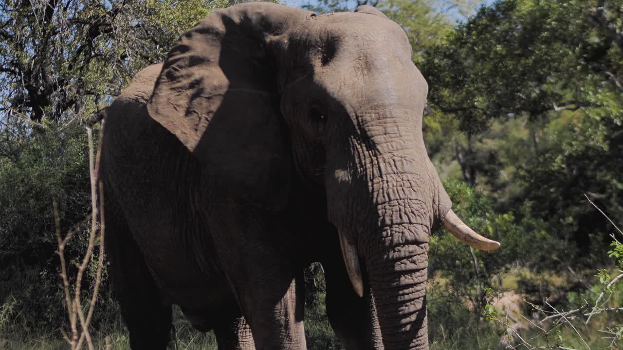 야생에서 걷고 있는 아프리카 코끼리가 가까이 다가와 귀를 흔들고 있습니다.