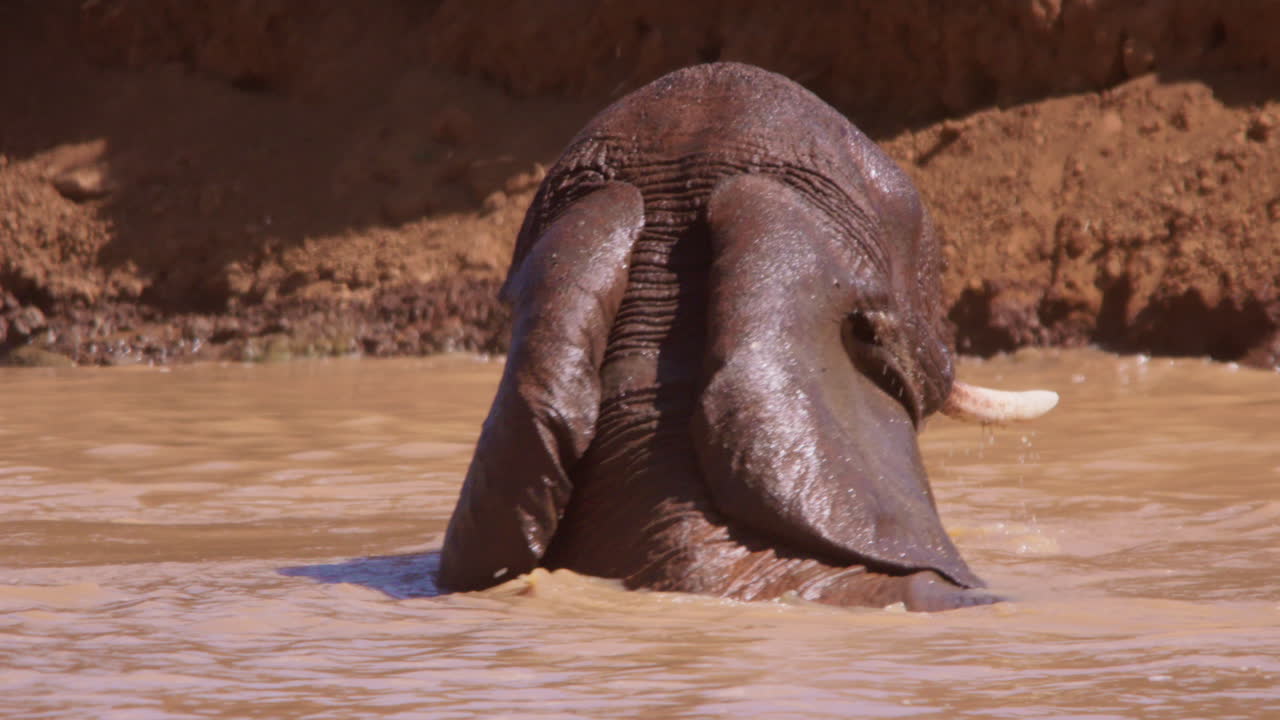 La testa di un elefante africano della savana che si immerge in una pozza d'acqua fangosa.