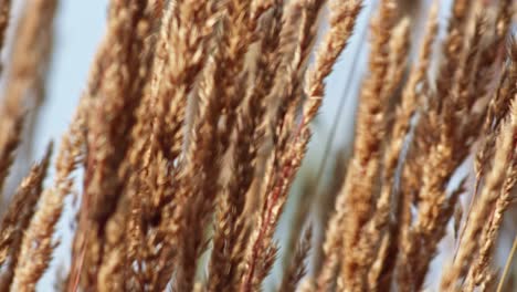 close-up of feather reed-grass swaying slowly in the wind