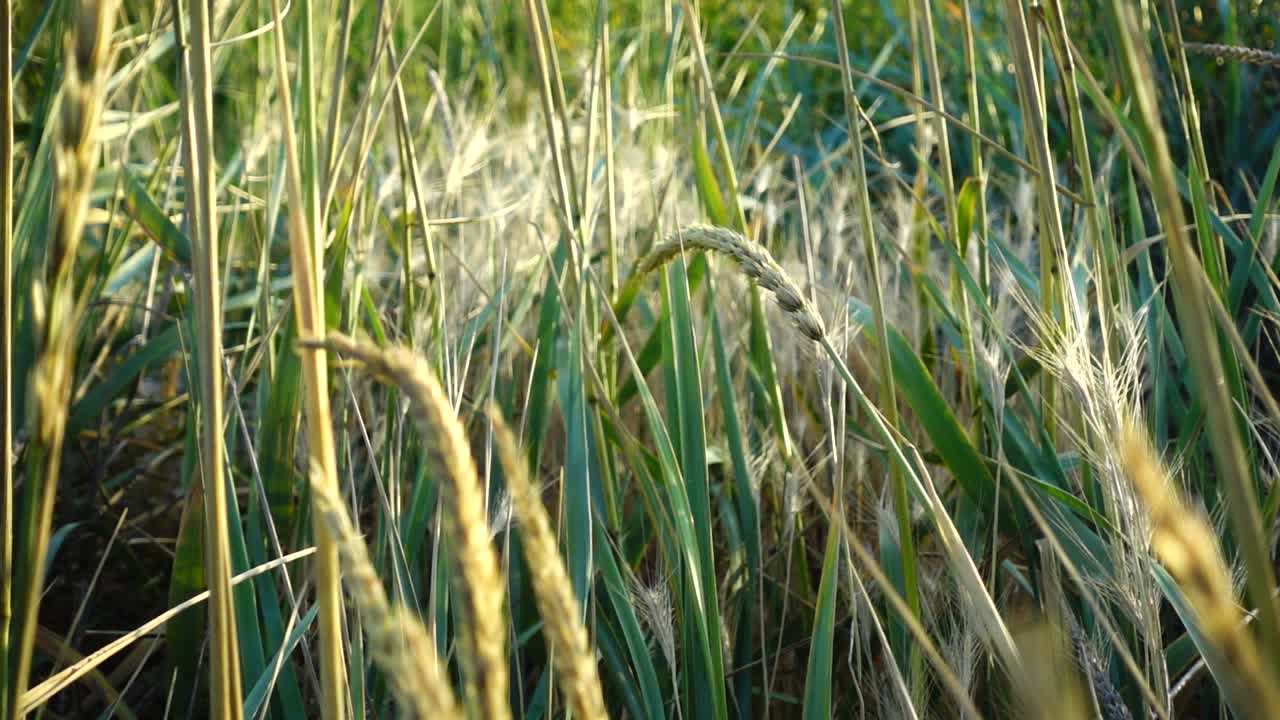 Rør i vinden. Slow motion