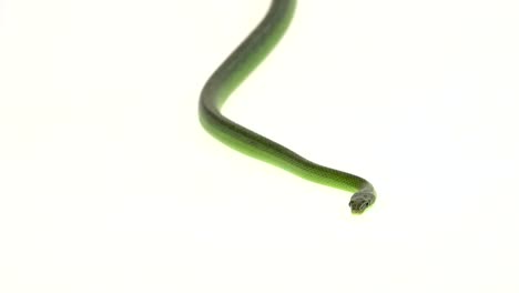 green snake on white background
