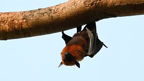 Lyle's-Flying-Fox-or-Pteropus-lyleior,-hanging-on-a-large-branch-while-sleeping-and-some-large-insects-sticking-on-its-fur-at-Wat-Nong-Sida,-Saraburi,-Thailand