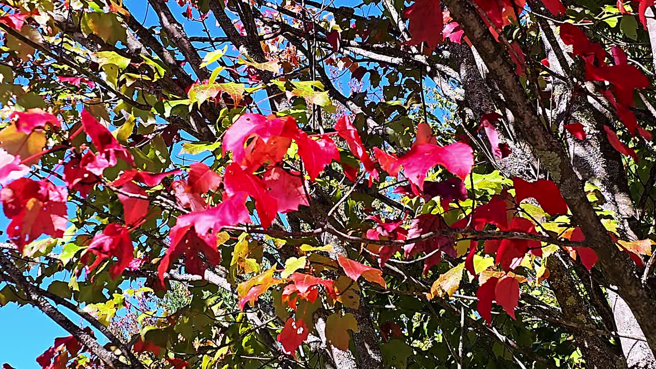 The Red Maple (Acer rubrum) is a deciduous tree native to eastern North America, known for its vibrant red flowers, twigs, buds, and brilliant red fall foliage