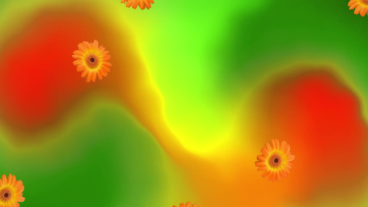 animación de gerberos que caen sobre un fondo verde y rojo