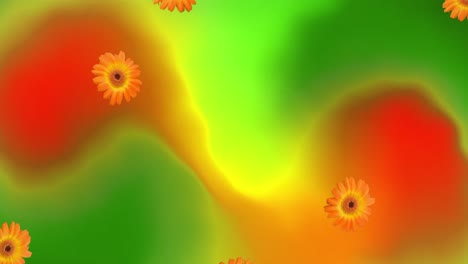 Animación-De-Gerberas-Cayendo-Sobre-Fondo-Verde-Y-Rojo