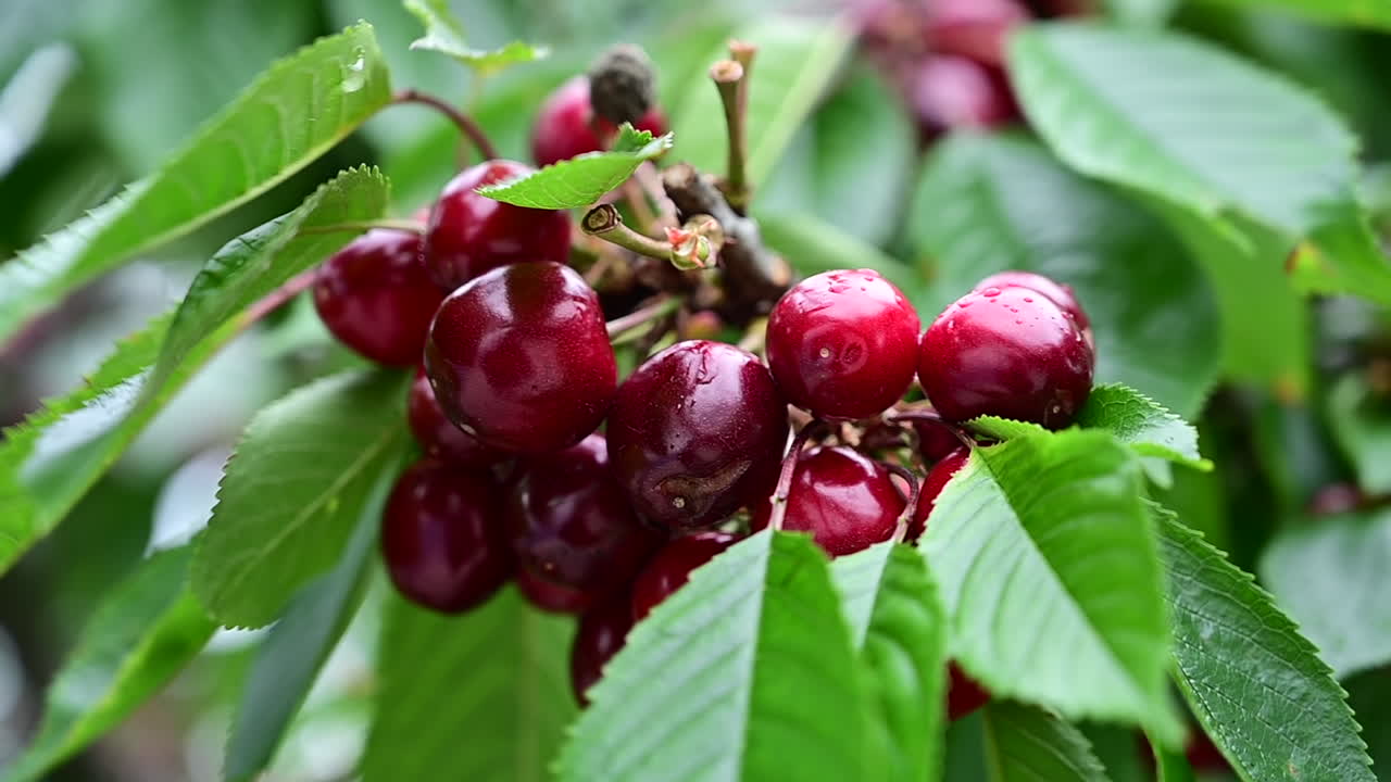 Primo piano di un gruppo di ciliegie rosse mature appese a un ramo di un albero