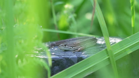 Japanische-Graseidechse,-Die-Im-Sommer-In-Tokio,-Japan,-Auf-Beute-Im-Tropischen-Wald-Wartet