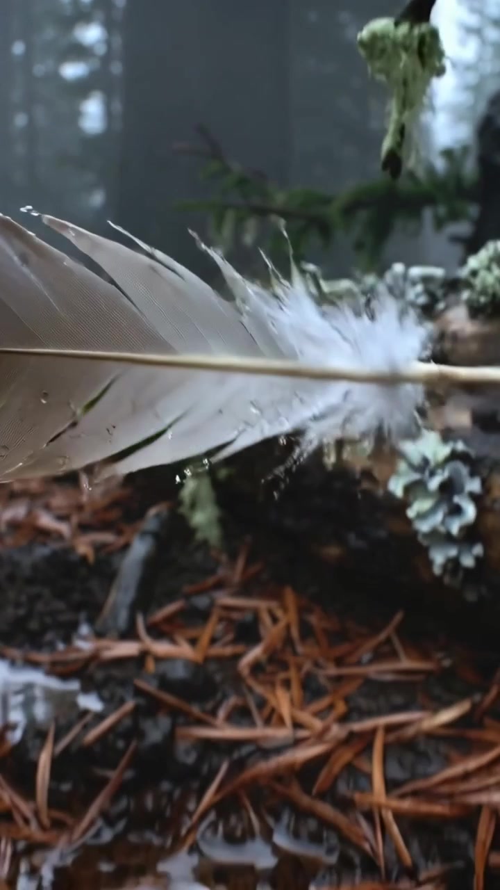 Vidéo verticale : Plume en rotation recueillant des gouttes d'eau des arbres, se posant sur des aiguilles de pin près d'une bûche.