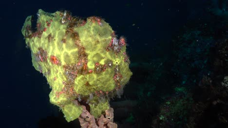 Giant-yellow-Frogfish-sitting-on-sponge