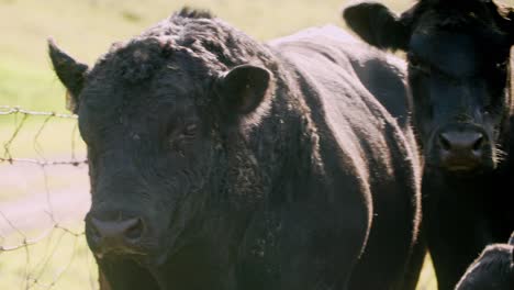 Black-angus-bull-surrounded-by-cows-moos-to-talk-to-his-calf