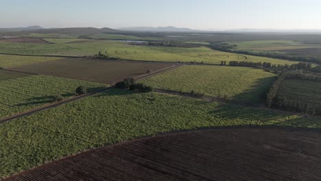 Drone-view-of-Sugarcane-farms-in-a-patchwork-quilt,-divided-by-a-main-road-with-vehicles-driving-towards-a-T--junction