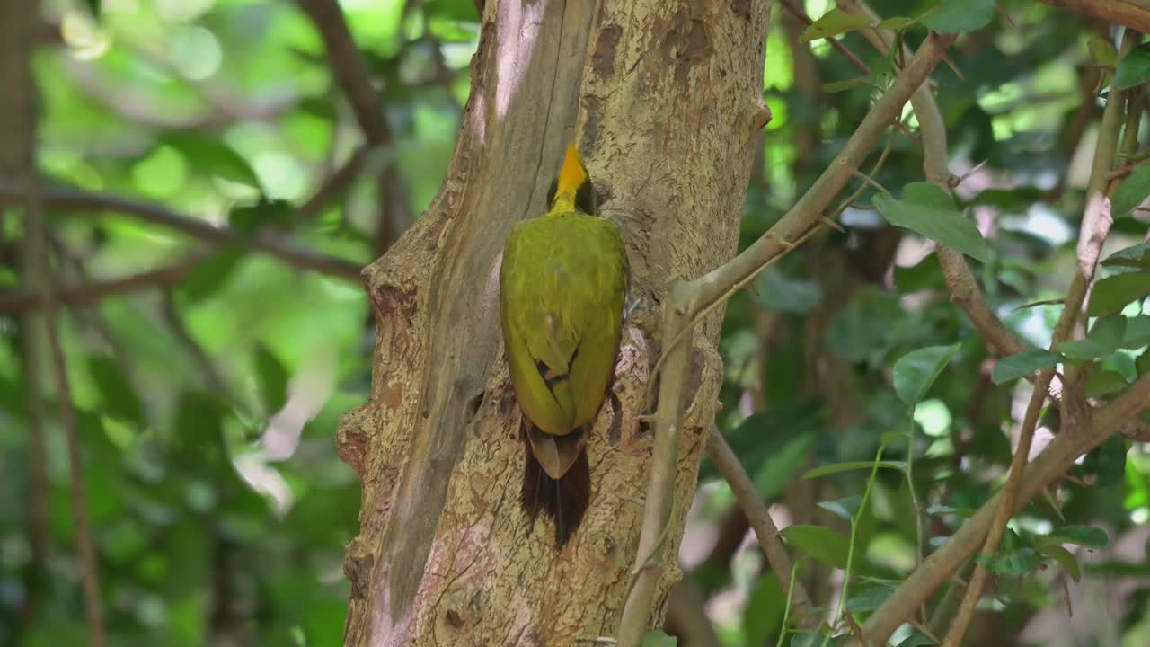 visto cavando profundamente y luego gira la cabeza para moverse hacia arriba y desaparecer, mayor crisoflegma amarillo flavinucha, tailandia