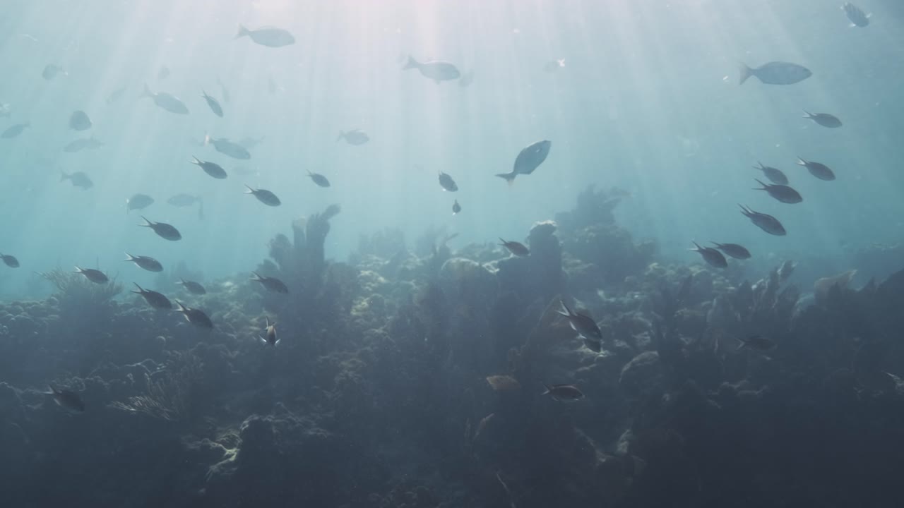 Large swarm of fish at a coral reel with dreamy sunlight