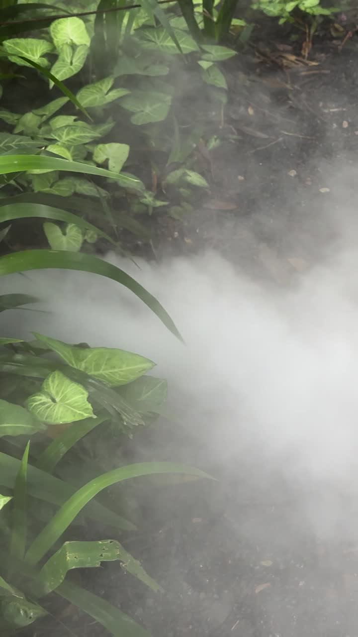 Denso vapore bianco si diffonde tra lussureggianti piante tropicali verdi in un'inquadratura di un giardino verticale