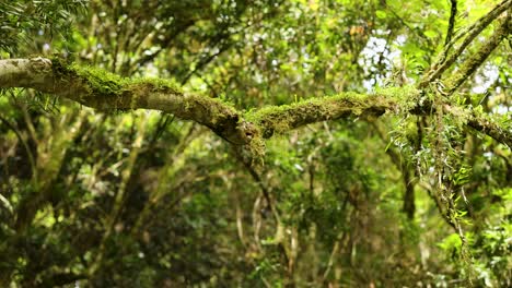 a serene view of mossy branches in a vibrant forest, showcasing natural beauty and tranquility