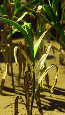 close-up of dried corn stalks in a field