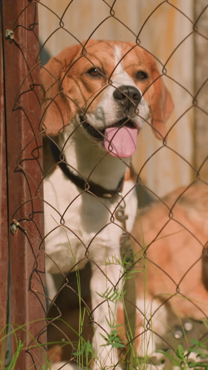 primer plano de dos perros detrás de una valla de alambre en un día soleado, uno mirando pensativo mientras el otro frota su oreja con su pata, ambos perros parecen relajados, disfrutando del calor del día cerca de su refugio