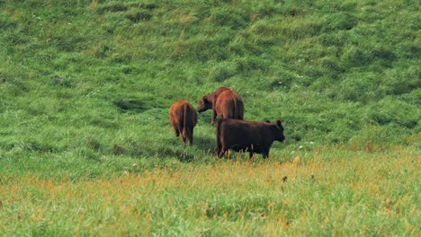 a close-up shot shows three brown cows grazing on a lush green hillside with tall grass.