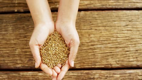 hands of woman holding coriander seeds over wooden platform 4k