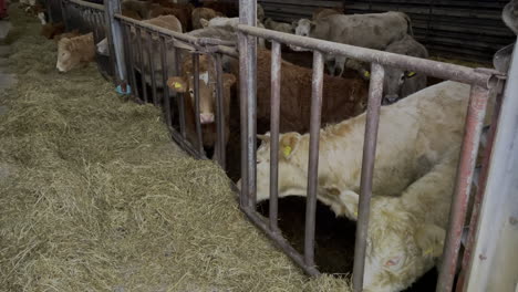 Hdr-shot-of-different-soft-hairy-cows-eating-hay-in-german-clean-barn-with-good-living-conditions