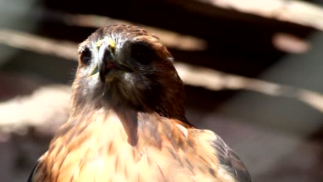 Aguila-Mexicana-Real