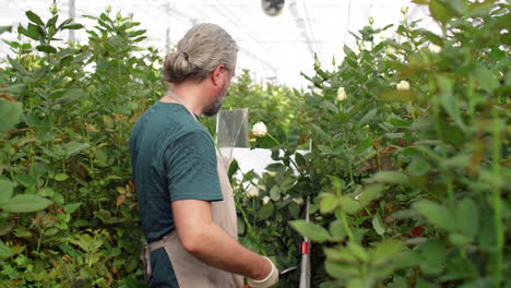 Man-Cutting-Roses-at-Work-in-Flower-Greenhouse