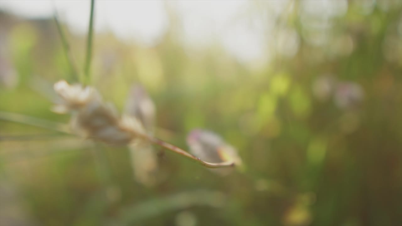 화창한 날의 녹색 초목과 일부 플레어