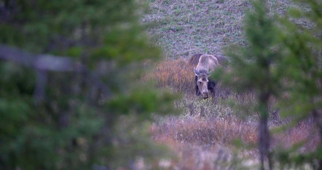 Female moose grazing on woody vegetation while facing the camera in a North American forest. Natural wildlife footage framed by trees with a cinematic woodland composition.