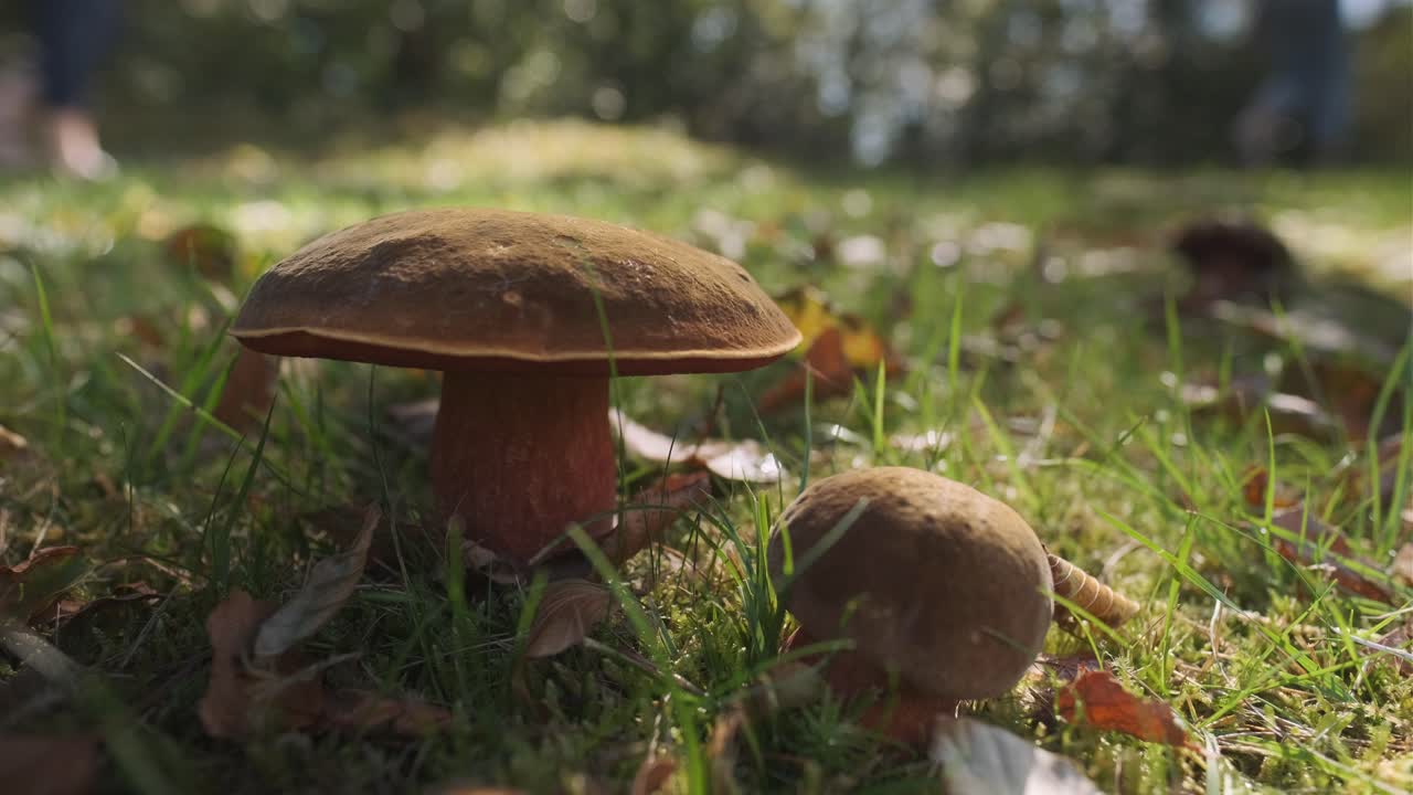 숲에서 갈색 버섯의 클로즈업 사람 다리가 배경에서  ⁇ 고