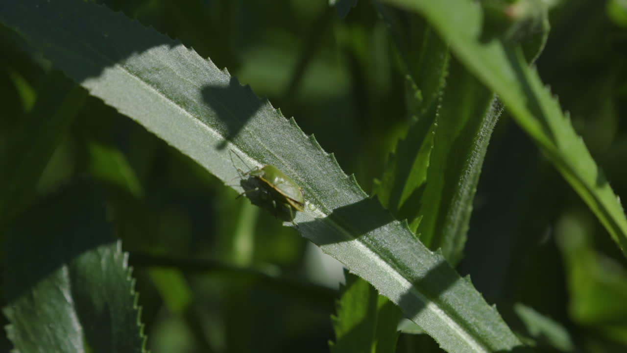 태평양 북서쪽 뒷마당의 나뭇잎에 침입하는 비토착 노린재