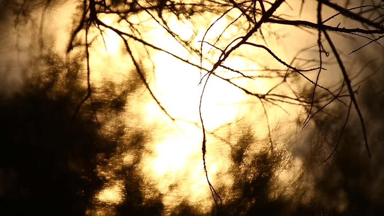 아름다운 일몰 앞 에 매달려 있는 가지 들 의 가까운 모습