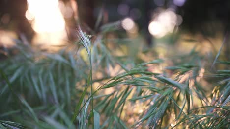 green and bright garden with many plants and flowers at sunrise and sunset in slow motion