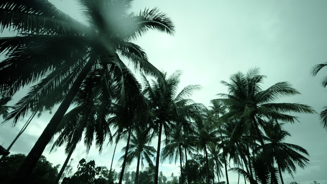 Palm Trees in Rain
