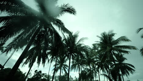 palm trees in rain
