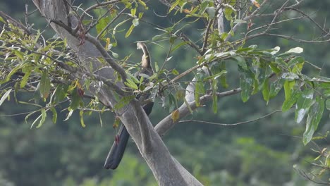 aninga in tree - relaxing