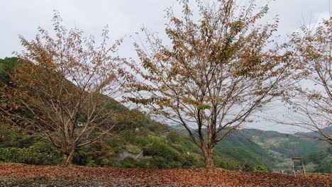 landscape iya valley, shikoku, japan