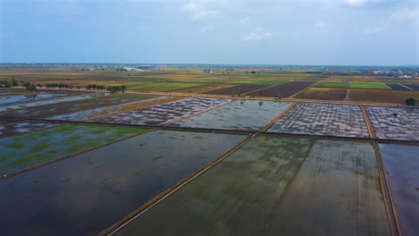 Waterlogged-paddy-fields-aerial-drone-shot