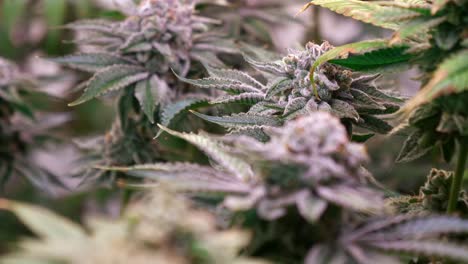 shot of a cannabis plants growing in a grow tent during flowering stage