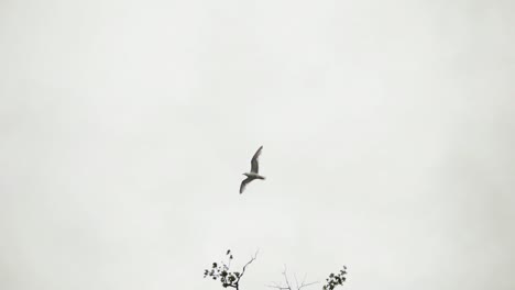 Gaviota-Vuela-Alto-Sobre-Un-Desfiladero-En-El-Centro-sur-De-Alaska