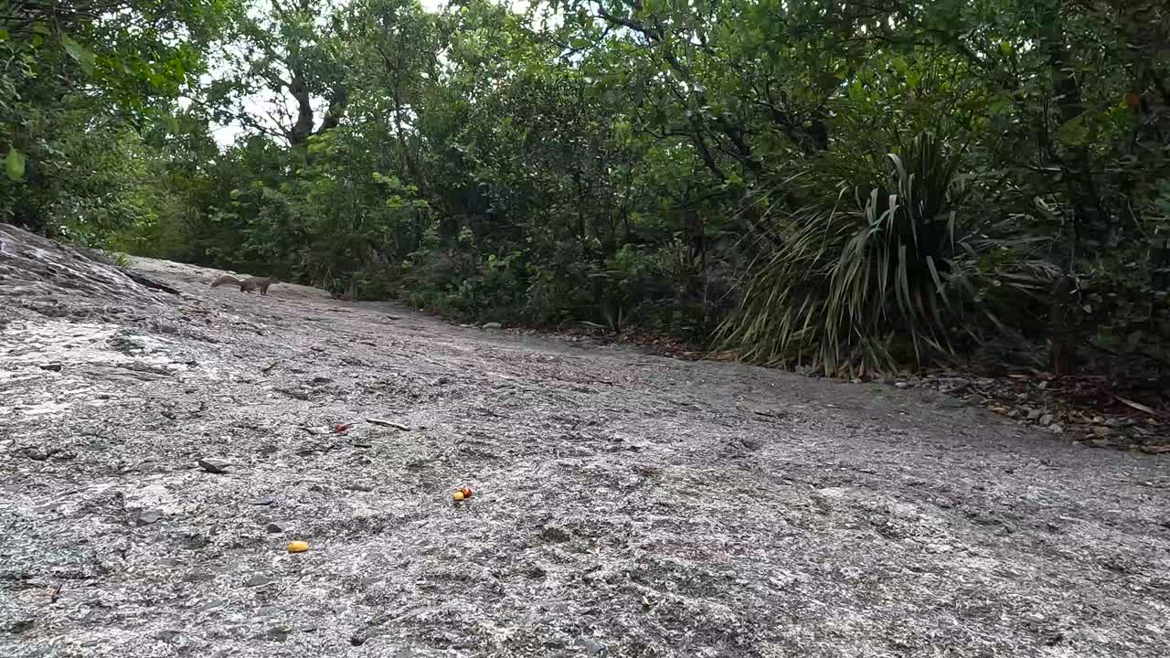 Squirrel walking quietly on the mountain, eating some peanuts and enjoying the cool mountain temperature on a well-made path for hikers. 60fps 4k
