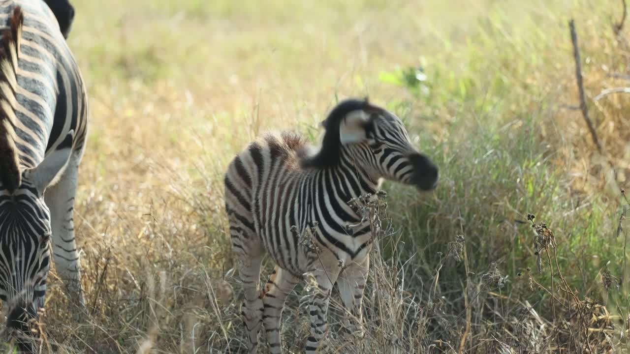 A tiny baby plains zebra shakes its head before running back to its mother, Kruger National Park.