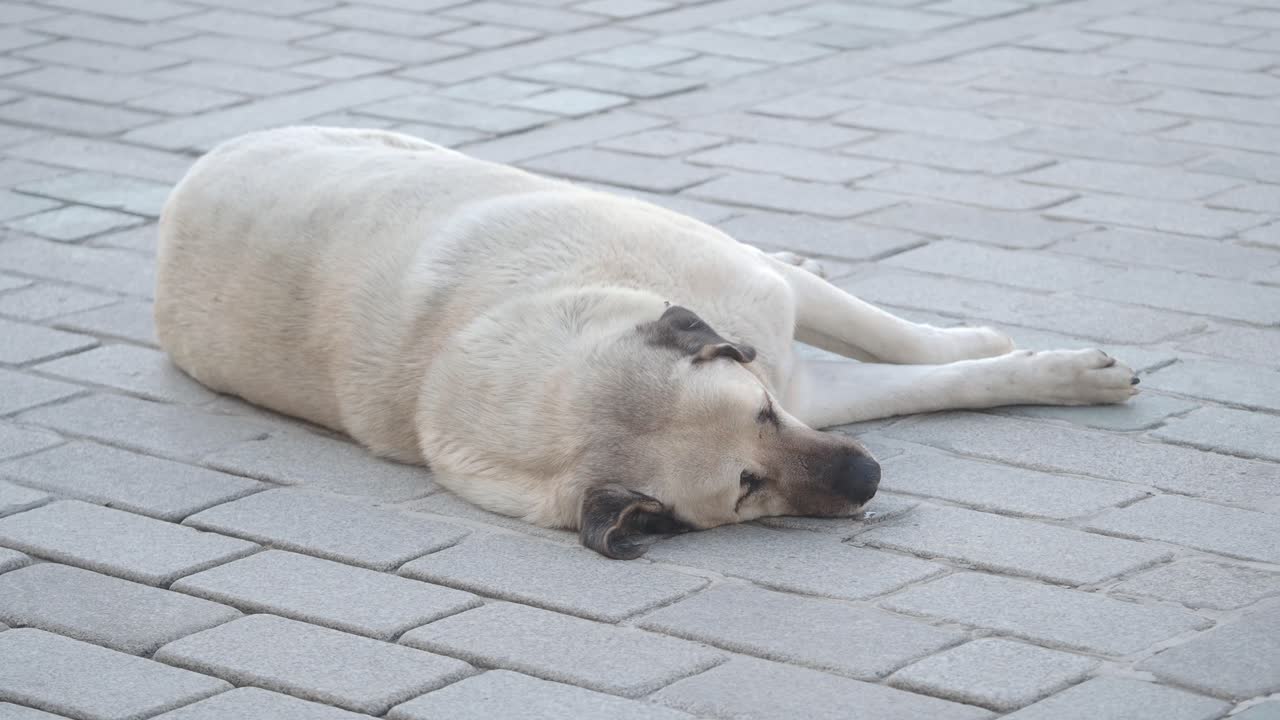 거리에서 잠자는 개