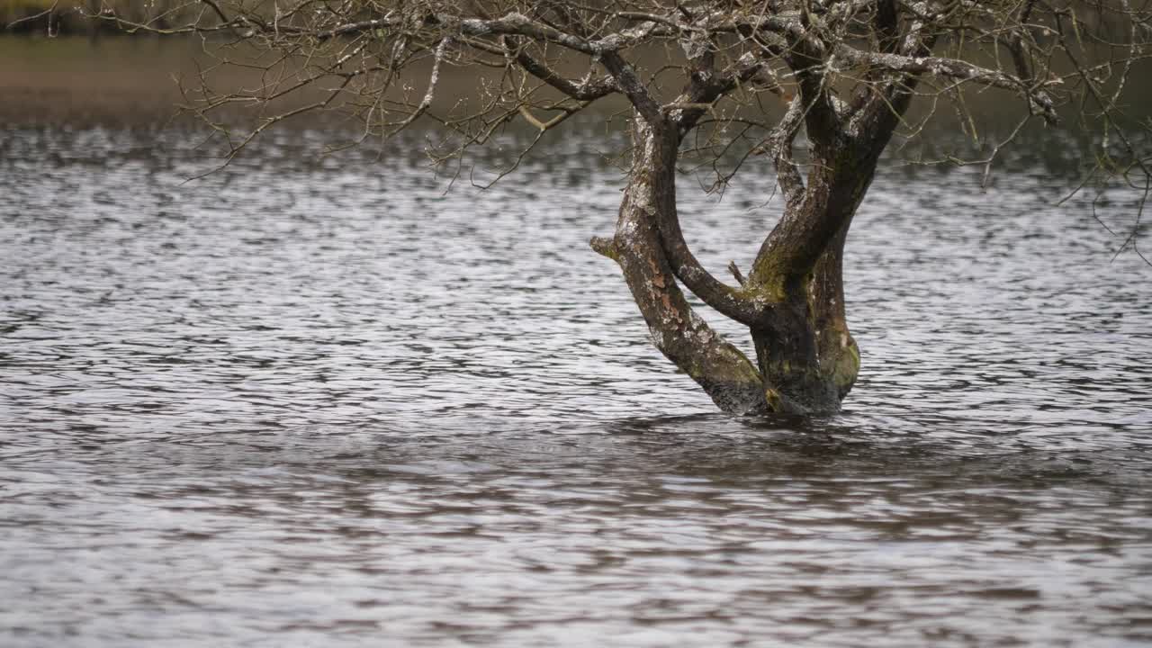 Rippling waters surround a semi submerged tree in a lake