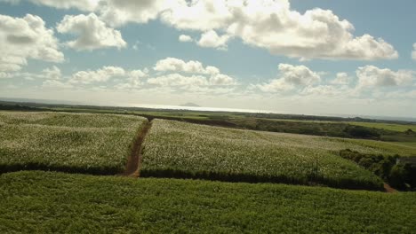 Toma-Aérea-Moviéndose-Hacia-Atrás-Sobre-Una-Plantación-De-Caña-De-Azúcar