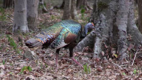 oscillated turkeys wander in the forest