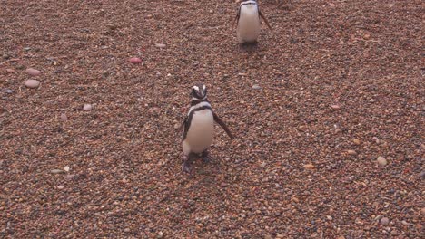 group of magellanic penguins walking in a line come right up to the camera